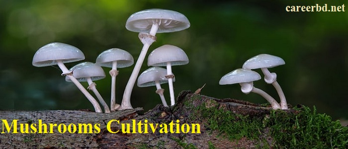 mushrooms cultivation