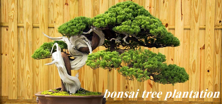 bonsai tree plantation